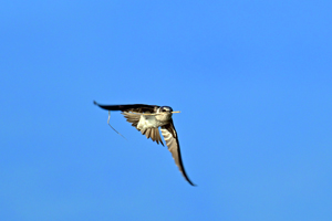 Purple Martin